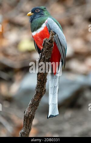 Elegante Trogan (Trogon elegans) Foto Stock