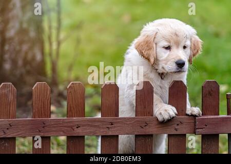 Il cucciolo di Little Golden Retriever si affaccia sulla recinzione del cortile Foto Stock