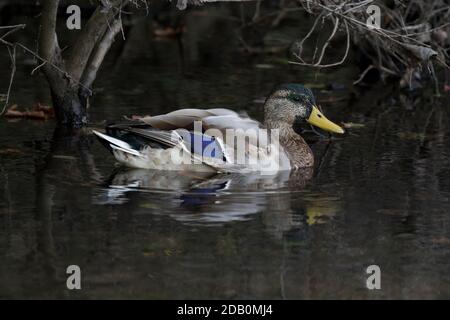 Mallard (Anas platyrhynchos) drake in un torrente, Long Island, New York Foto Stock