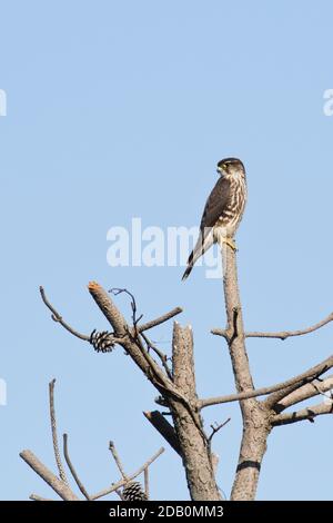 Merlin (Taiga) (Falco columbarius) arroccato su un albero, Long Island, New York Foto Stock