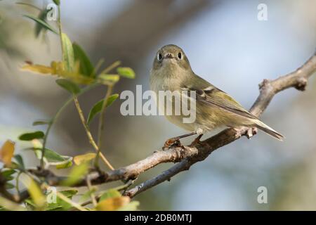 Kinglet (Regulus calendula) coronato da rubino, arroccato su un ramo, Long Island, New York Foto Stock