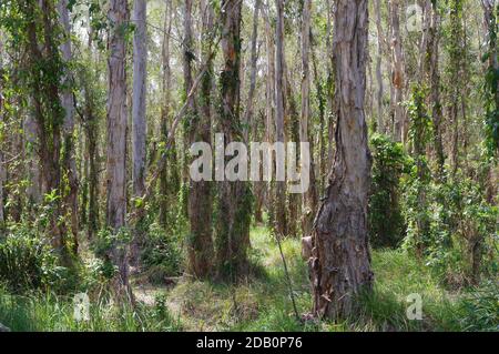 Melaleuca alberi a Boondall Wetlands Queensland Australia Foto Stock