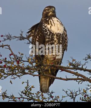 Falco a zampe ruvide Foto Stock