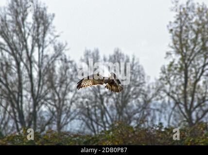 Falco a zampe ruvide Foto Stock