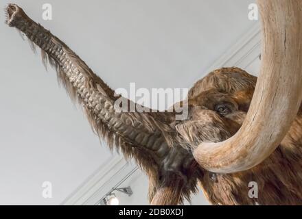 Realistico modello di replica dimensioni di vita di Woolly Mammoth. Museo Civico di Scienze naturali di Bergamo - 5 ottobre 2019. Foto Stock