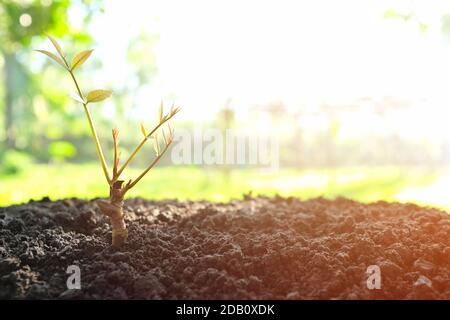 Foglie verdi sparano germogliando e crescendo su un ceppo di legno asciutto sul terreno all'alba. Nuova vita, rinascita, speranza, stagione primaverile, rigenerazione, rigenerazione conc. Foto Stock