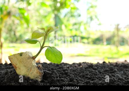 Foglie verdi sparano germogliando e crescendo su un ceppo di legno asciutto sul terreno all'alba. Nuova vita, rinascita, speranza, stagione primaverile, rigenerazione, rigenerazione conc. Foto Stock