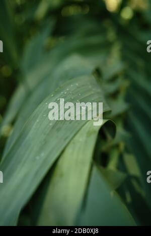 gocce di pioggia su foglie verdi dettagli ravvicinati Foto Stock
