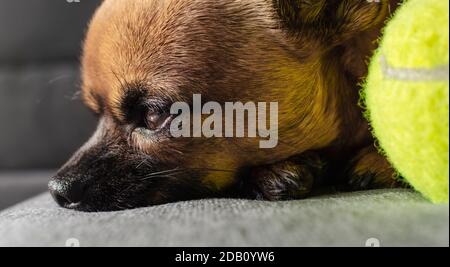 Chihuahua esausto che riposa su un divano dopo aver giocato a palla. Messa a fuoco selettiva sull'occhio. Foto Stock