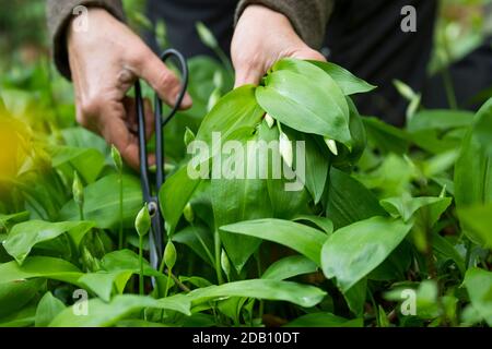 Bärlauch, Bär-Lauch, Bärlauchernte, Bärlauch-Ernte, Ernte, Kräuterernte, Allium ursinum, aglio selvatico, Ramsons, aglio di legno, saraceno, gar a foglia larga Foto Stock