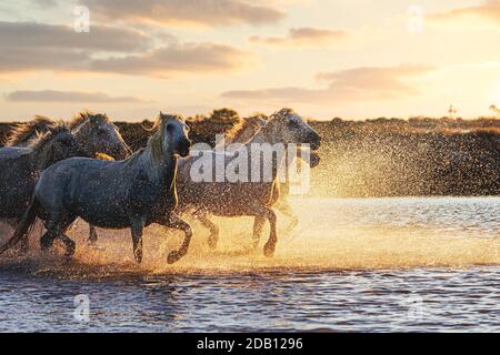 Wild White Horses di Camargue che corrono in acqua al tramonto. Francia Foto Stock