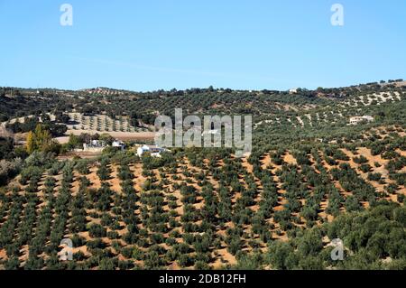 Vista sugli uliveti e sulla campagna, Algarinejo, Provincia di Granada, Andalusia, Spagna. Foto Stock