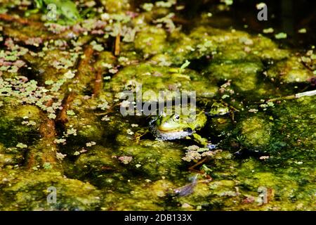 Rana di palude (Pelophylax ridibundus) specie di rana d'acqua originaria dell'Europa, parti dell'Asia e introdotta nel Regno Unito. La rana più grande della sua gamma Foto Stock