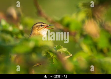 Primo piano di un uccello Sedge Warbler, Acrocephalus schoenobaenus, che canta per attirare una femmina durante la stagione di riproduzione in primavera. Appollaiato in un verde bram Foto Stock