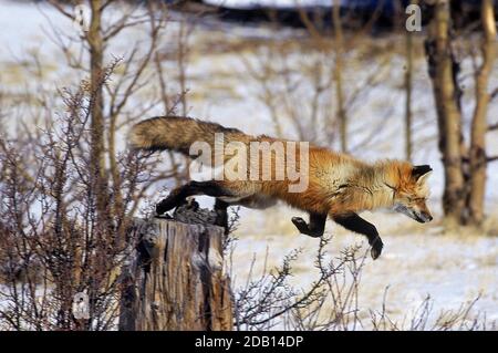 VULPES VOLPE ROSSA, ADULTI CHE SALTANO DA TREE STUMP, CANADA Foto Stock