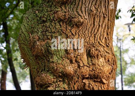 Particolare sulla corteccia di un grande vecchio albero, con lichene verde Foto Stock