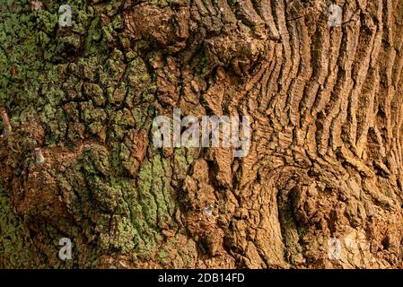 Particolare sulla corteccia di un grande vecchio albero, con lichene verde Foto Stock