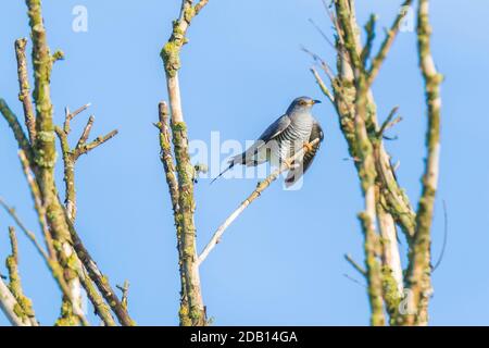 Cucù comune, Cuculus canoro, riposo e canto in un albero. Si tratta di un parassita di covata, il che significa che depone le uova nei nidi di altre specie di uccelli Foto Stock