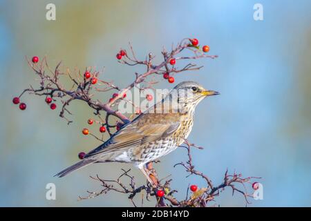 Un Allodole Cesene Beccacce, Turdus pilaris, uccello di mangiare i frutti di bosco su un biancospino bush durante la stagione autunnale. Foto Stock