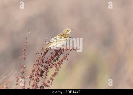 Pipa prato, anthus pratensis, uccello arroccato sulla vegetazione in prateria. Foto Stock