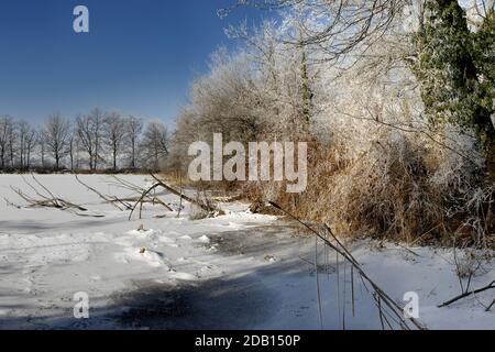 rime ghiaccio sui rami degli alberi della palude congelata Foto Stock