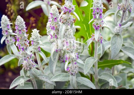 Fiori di pianta agnelli orecchio di erbe. Stachys bizantino o stahis vagamente Foto Stock