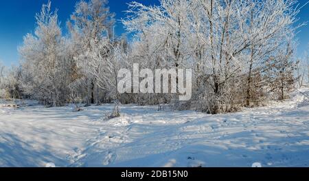 rime ghiaccio sui rami di alberi, impronte di animali selvatici nella neve Foto Stock