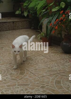 Un closeup di un bel gatto bianco con eterocromia che cammina nel cortile. Un occhio è blu e l'altro è giallo. Foto Stock