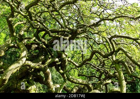 Albero intrecciato Vecchio Caragana arborescens 'Pendula' rami intrecciati vista dal basso dell'albero. Foto Stock