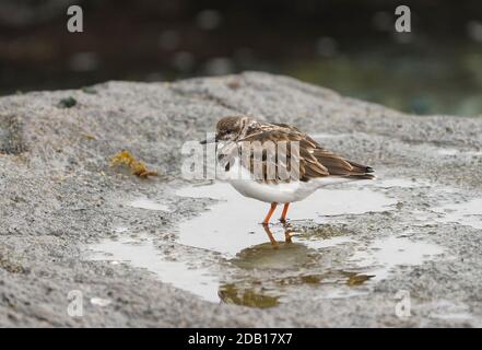 Ruddy Turnstone Bird (Arenaria interpres) piumaggio non riproduttivo su una spiaggia rocciosa, Andalusia, Spagna Foto Stock