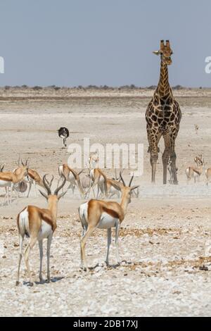 Gran gruppo di animali africani (giraffe, zebre, struzzi, antilopi) al Parco Nazionale di Etosha, Namibia Foto Stock