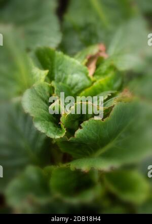 Begonia Eden’s Magic Giant primo piano giardino naturale fiore di piante verticale Foto Stock