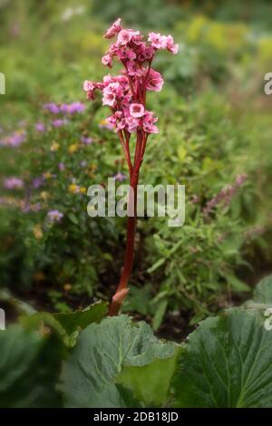 Begonia Eden’s Magic Giant primo piano giardino naturale fiore di piante verticale Foto Stock