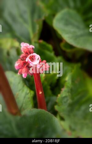 Begonia Eden’s Magic Giant primo piano giardino naturale fiore di piante verticale Foto Stock