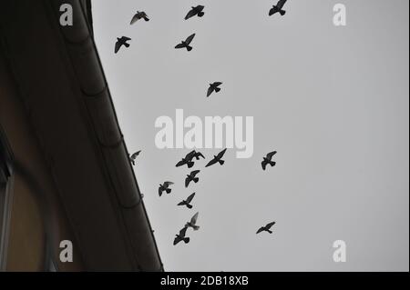 un gregge di colombe che volano in cielo grigio su un casa Foto Stock