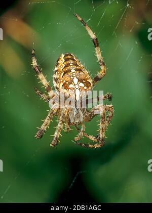 European Garden Spider, Cross Orbweaver, Cross Spider (Araneus diadematus) con marcature bianche sull'addome. Germania Foto Stock