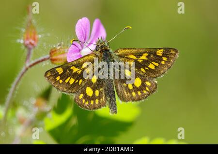 Skipper a scacchi (Carterocephalus palaemon), farfalla su legno Cranesbill fiore. Germania Foto Stock