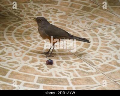 Fuoco selettivo di una rufosa spugia (Turdus rufiventis) in piedi sul terreno accanto ad un'uva. Avellaneda, Buenos Aires, Argentina Foto Stock