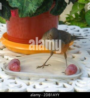 Fuoco selettivo di una rufosa spugia (Turdus rufiventris) che si erge su un piatto con uva. Avellaneda, Buenos Aires, Argentina Foto Stock