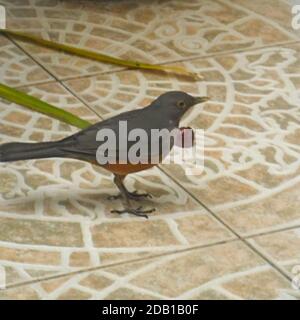 Fuoco selettivo di una rufosa spugia (Turdus rufiventis) in piedi sul terreno accanto ad un'uva. Avellaneda, Buenos Aires, Argentina Foto Stock