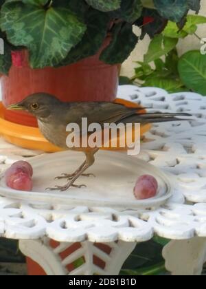 Fuoco selettivo di una rufosa spugia (Turdus rufiventris) che si erge su un piatto con uva. Avellaneda, Buenos Aires, Argentina Foto Stock