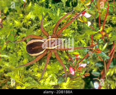 Fraft Spider, Fimbriate Fishing Spider (Dolomedes fimbriatus) in una palude. Germania Foto Stock