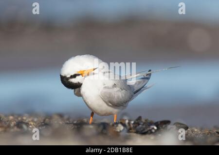 Piccolo Tern (Sterna albifrons) Preening per adulti. Germania Foto Stock