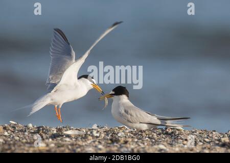 Piccolo Tern (Sterna albifrons). Maschio che presenta un piccolo pesce al suo partner durante il corteggiamento. Germania Foto Stock