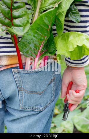 Giardiniere che raccoglie ortaggi coltivati in casa tra cui il bietino svizzero arcobaleno (nella foto) nel suo terreno vegetale suburbano. REGNO UNITO Foto Stock