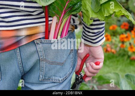 Giardiniere che raccoglie ortaggi coltivati in casa tra cui il bietino svizzero arcobaleno (nella foto) nel suo terreno vegetale suburbano. REGNO UNITO Foto Stock