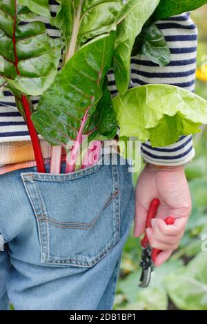 Giardiniere che raccoglie ortaggi coltivati in casa tra cui il bietino svizzero arcobaleno (nella foto) nel suo terreno vegetale suburbano. REGNO UNITO Foto Stock