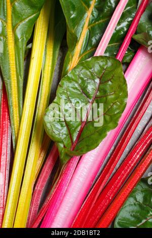 Beta vulgaris "Bright Lights". Bietole svizzere appena raccolte che mostrano tonalità caratteristiche. Autunno. REGNO UNITO Foto Stock