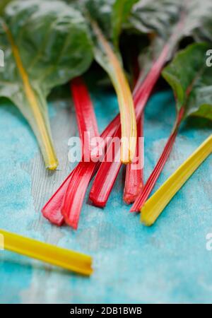Beta vulgaris "Bright Lights". Bietole svizzere appena raccolte che mostrano tonalità caratteristiche. Autunno. REGNO UNITO Foto Stock