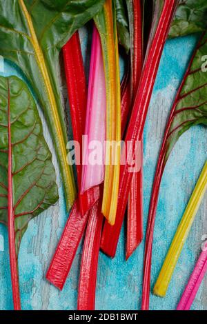 Beta vulgaris "Bright Lights". Bietole svizzere appena raccolte che mostrano tonalità caratteristiche. Autunno. REGNO UNITO Foto Stock